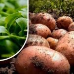 De aarde zal als pluis zijn: een tuinman vertelt wat