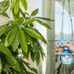 Hoe een geldboom te snoeien: hoveniers onthullen de geheimen van