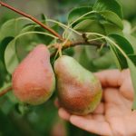 Hoe snoei je een perenboom op de juiste manier voor