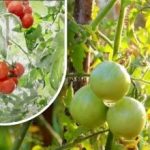 Tweehonderd gram en ze zijn rijp: een groenteteler deelde de