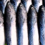 Waarom makreel uit elkaar valt en hoeveel maanden het houdbaar