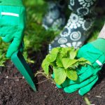 Wanneer aardbeien planten in de herfst om emmers bessen te